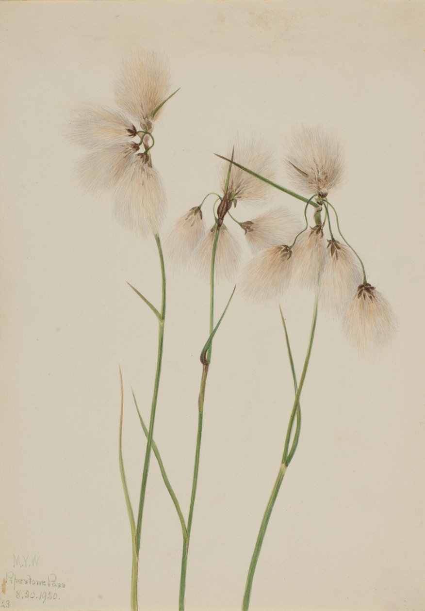 Linaigrette (Eriophorum angustifolium) - Mary Vaux Walcott
