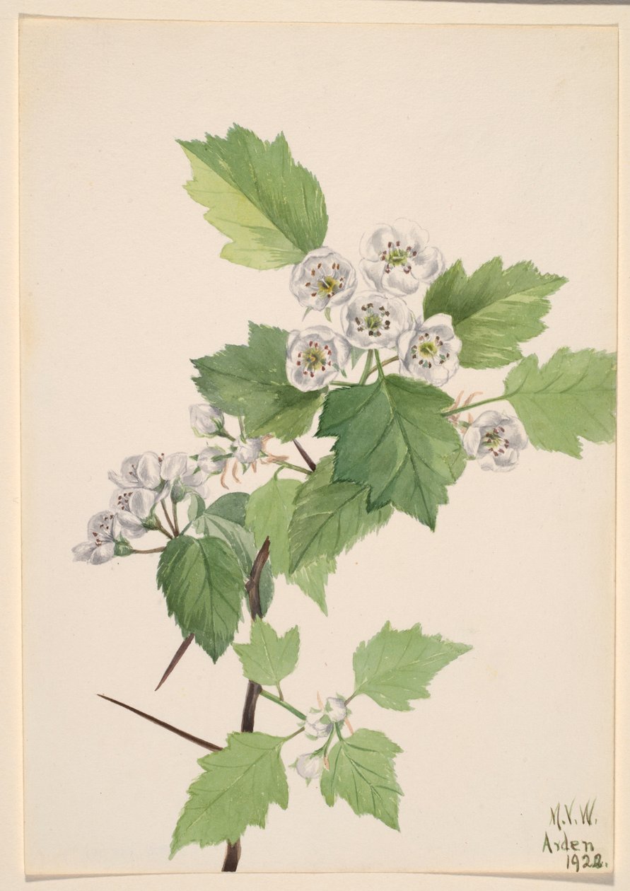 Aubépine des fourrés (Crataegus coccinea) - Mary Vaux Walcott