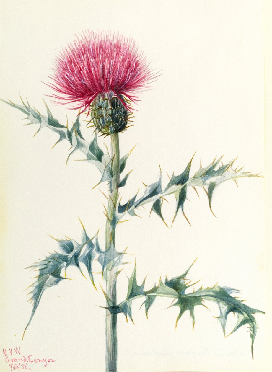 Chardon (Cirsium arizonica) - Mary Vaux Walcott