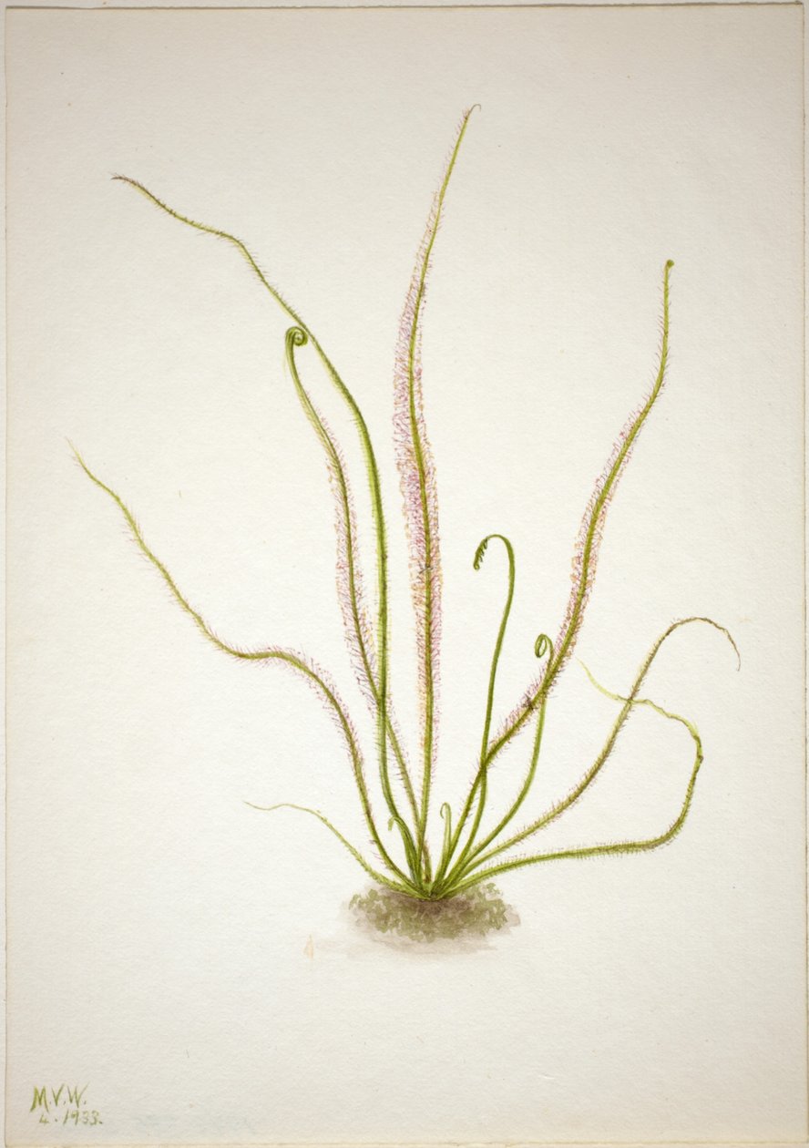 Droséra à feuilles larges (Drosera rotundifolia) - Mary Vaux Walcott