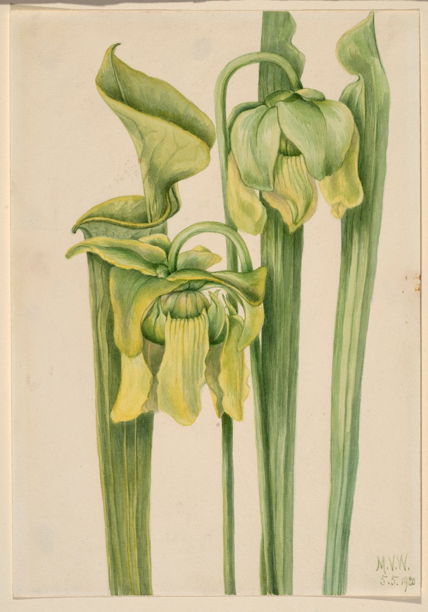 Trompette (Sarracenia flava) - Mary Vaux Walcott