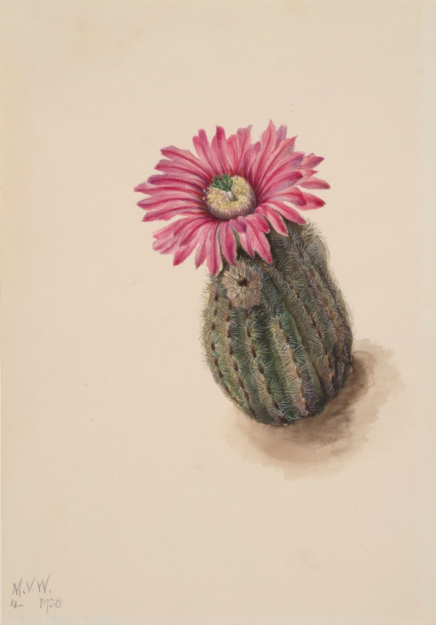 Cactus tête de dinde Echinocerus perbellus, 1930 - Mary Vaux Walcott
