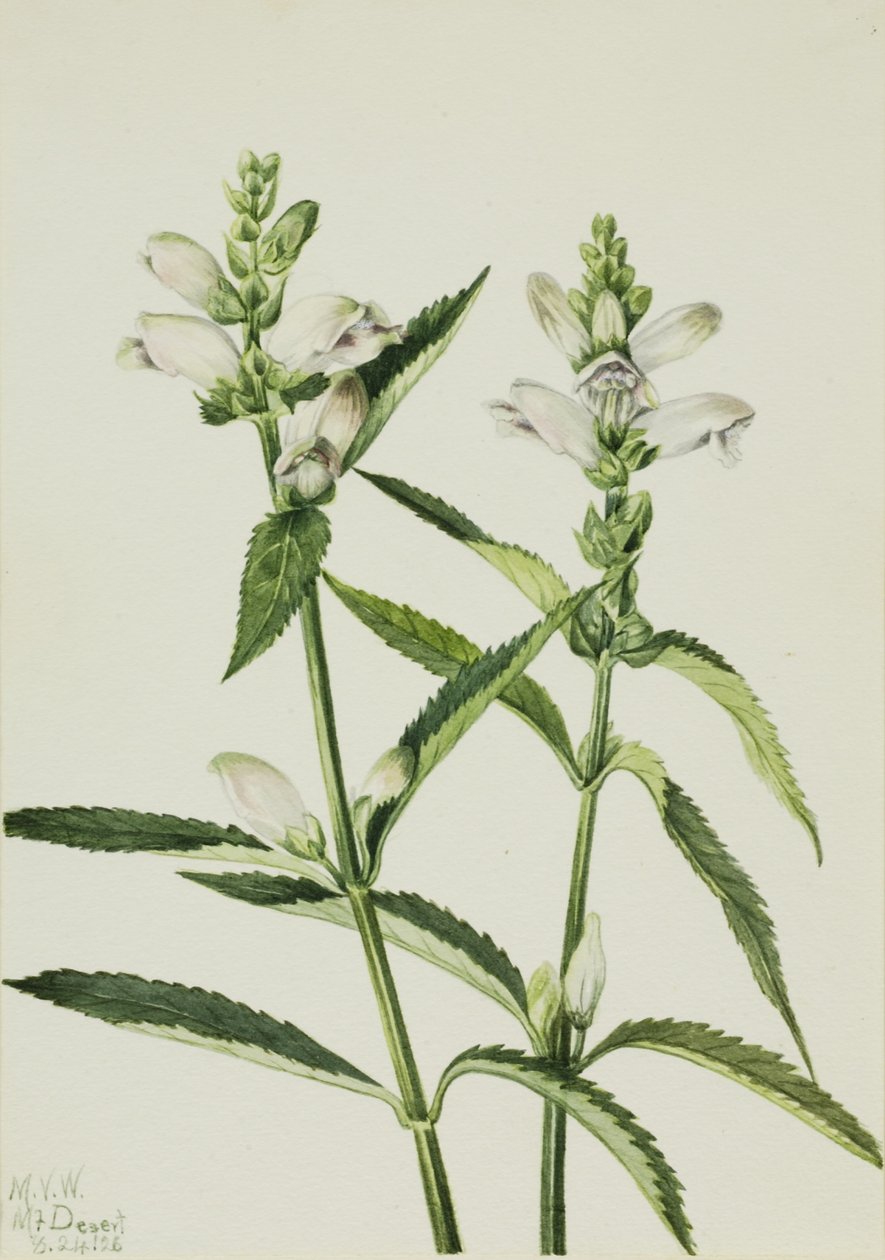 Tête de tortue (Chelone glabra) - Mary Vaux Walcott