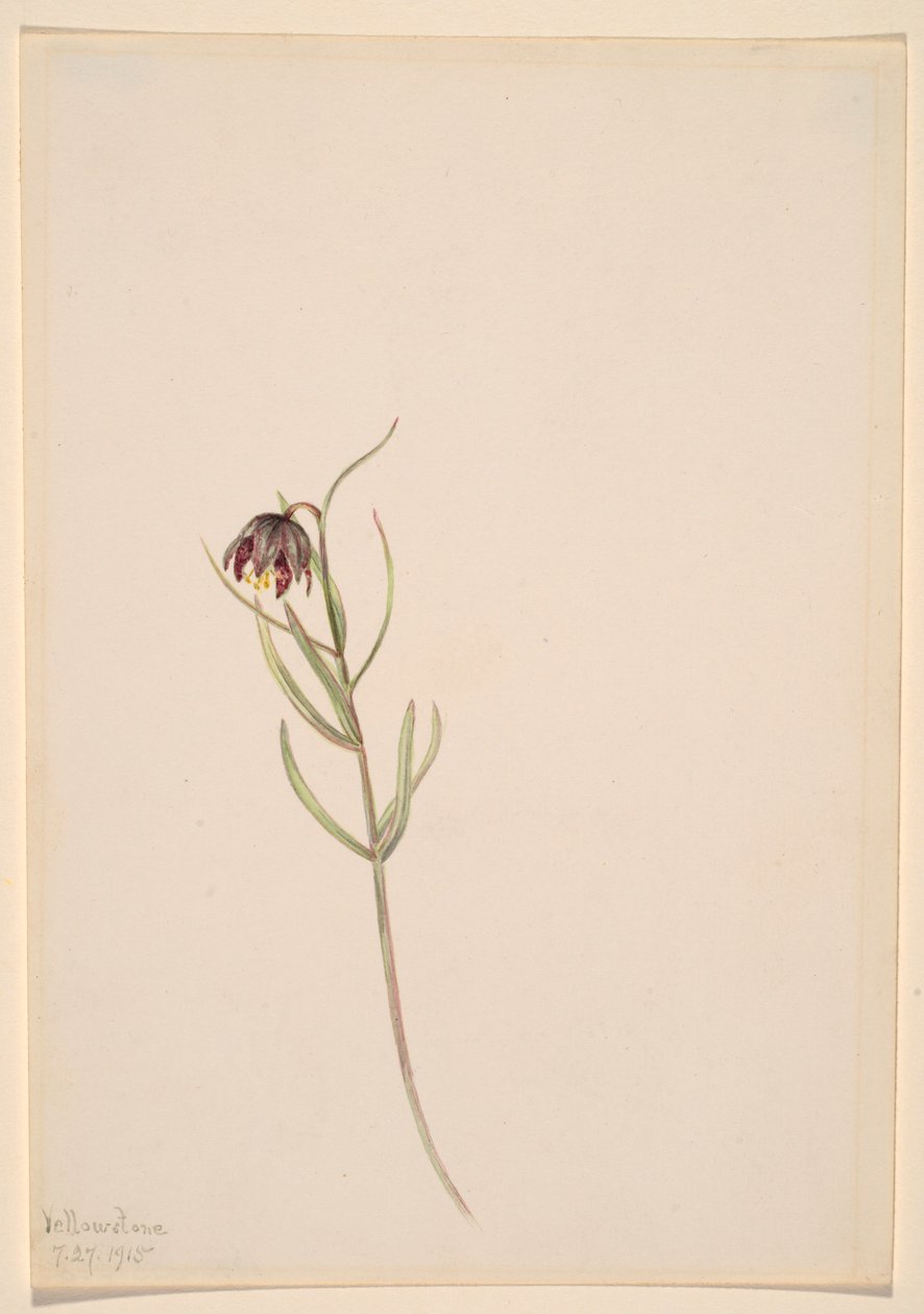 Sans titre--Étude de fleurs - Mary Vaux Walcott