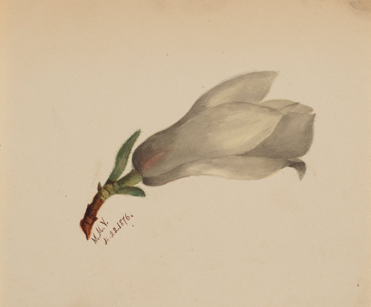 Sans titre - Étude de fleurs, 1876 - Mary Vaux Walcott