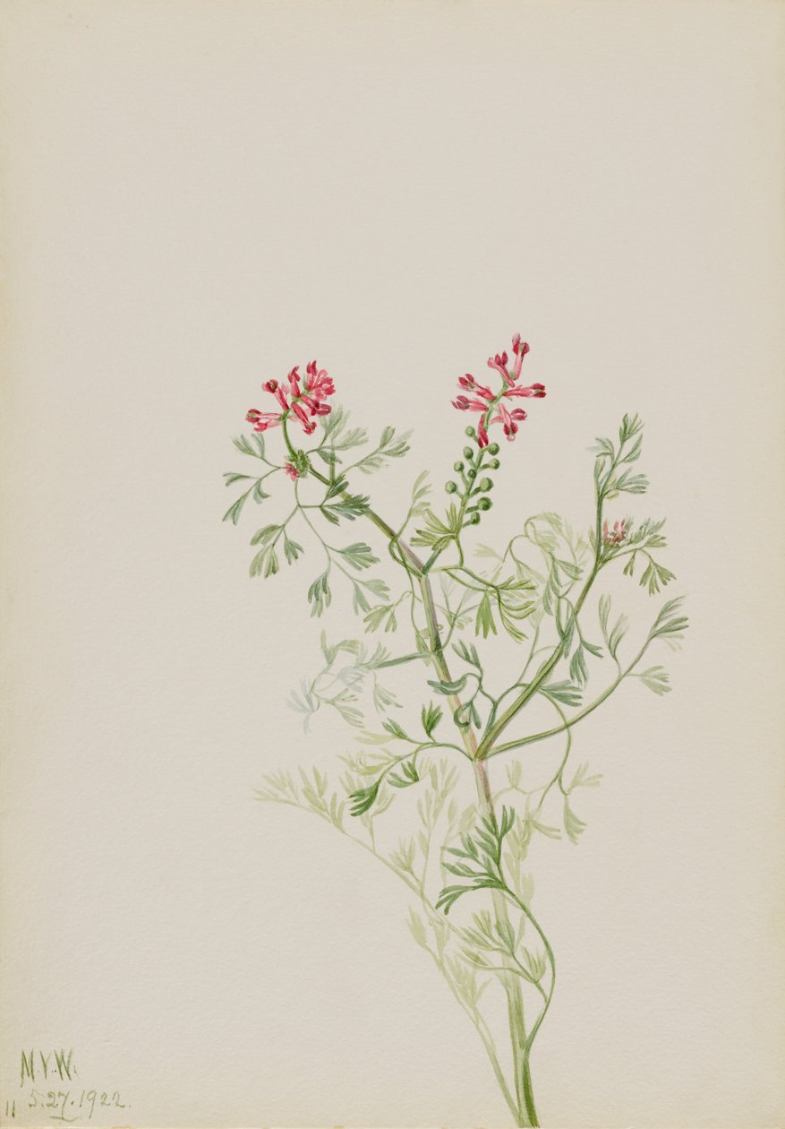 Sans titre - Étude de plantes - Mary Vaux Walcott