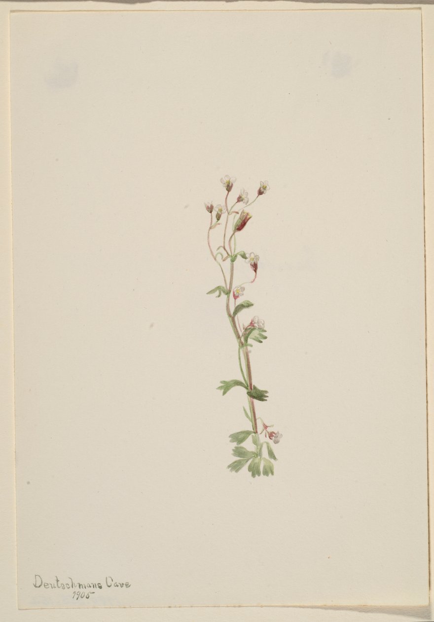 Sans titre - Étude de plantes - Mary Vaux Walcott