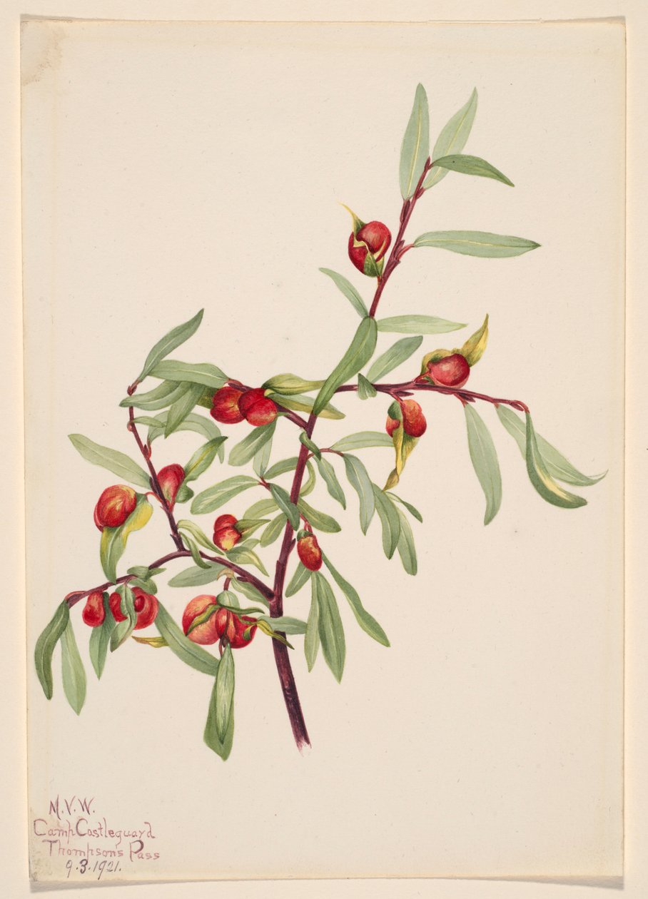 Sans titre - Étude de plantes - Mary Vaux Walcott