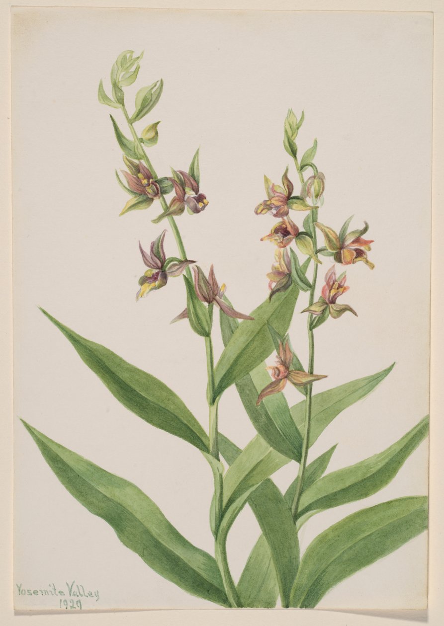Sans titre - Étude de plantes - Mary Vaux Walcott
