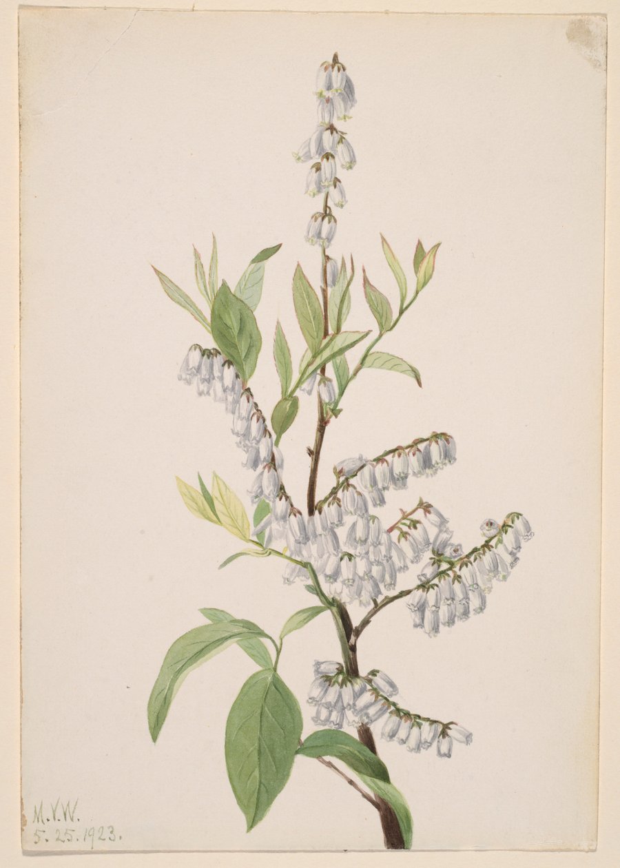 Sans titre - Étude de plantes - Mary Vaux Walcott