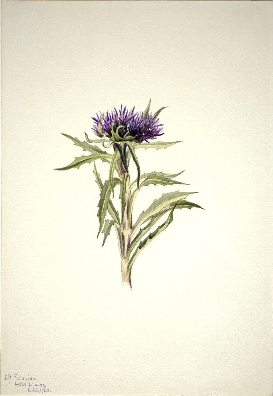 Sans titre - Étude de plantes - Mary Vaux Walcott