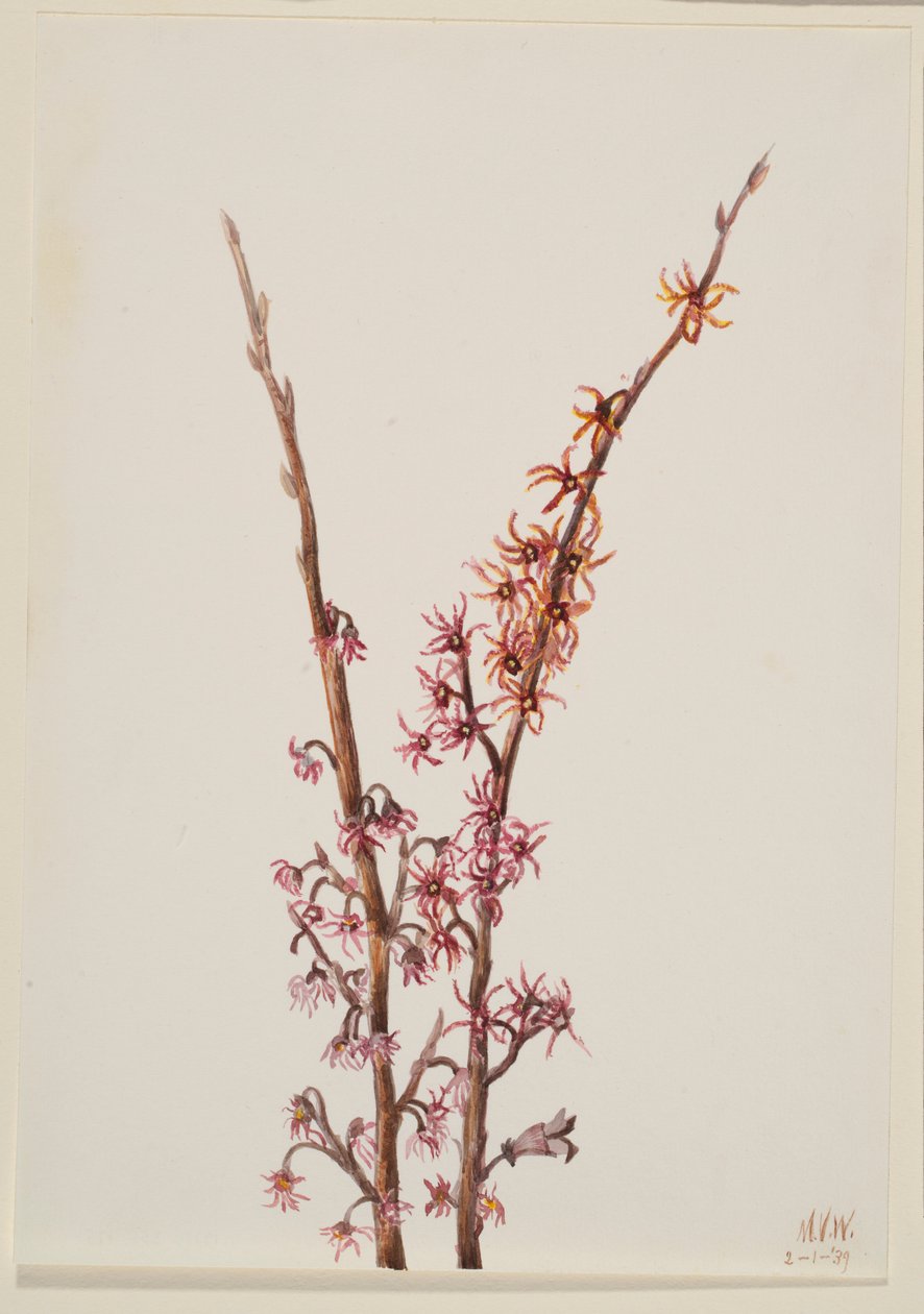 Sans titre - Étude de plantes - Mary Vaux Walcott