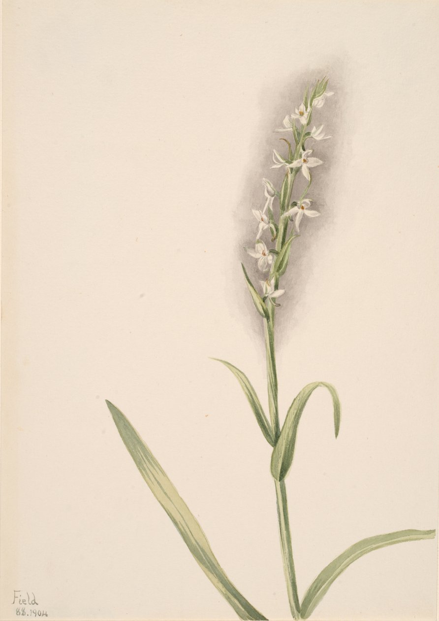 Sans titre - Étude de plante, 1904 - Mary Vaux Walcott