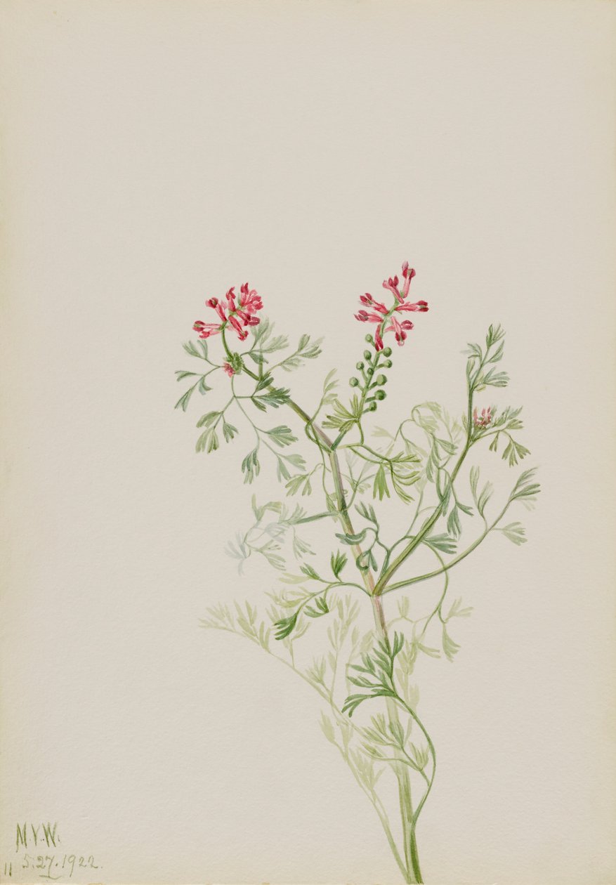 Sans titre--Étude de plante - Mary Vaux Walcott