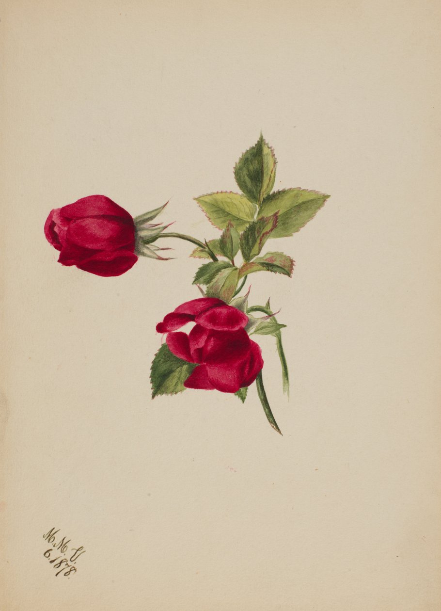 Sans titre--Rose, 1878 - Mary Vaux Walcott