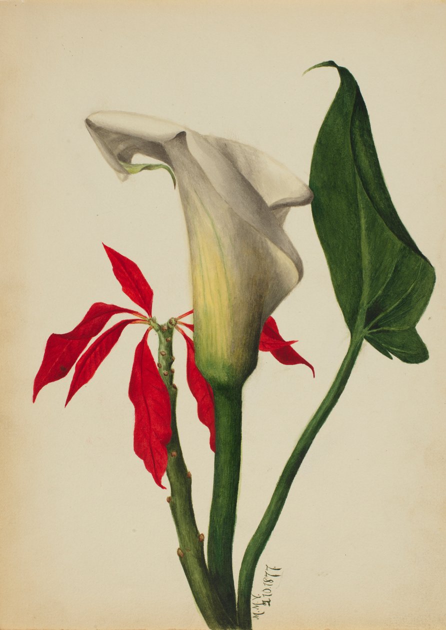 Sans titre (Lys de Calla) - Mary Vaux Walcott
