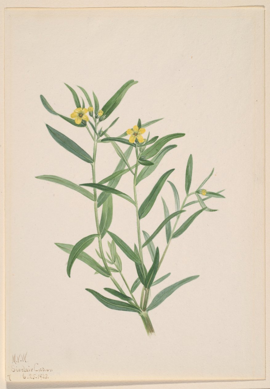Sans titre (étude de fleur) - Mary Vaux Walcott
