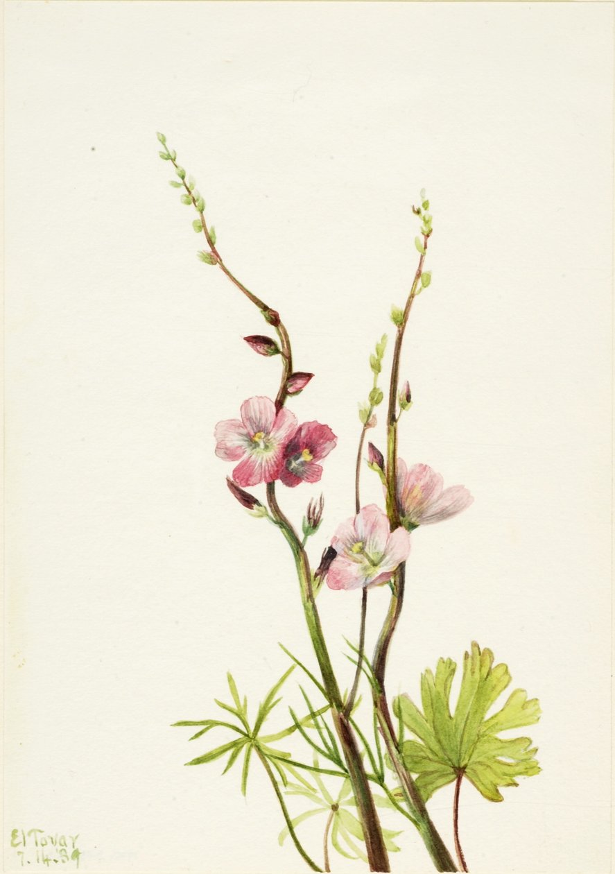 Sans titre (étude de fleur) - Mary Vaux Walcott