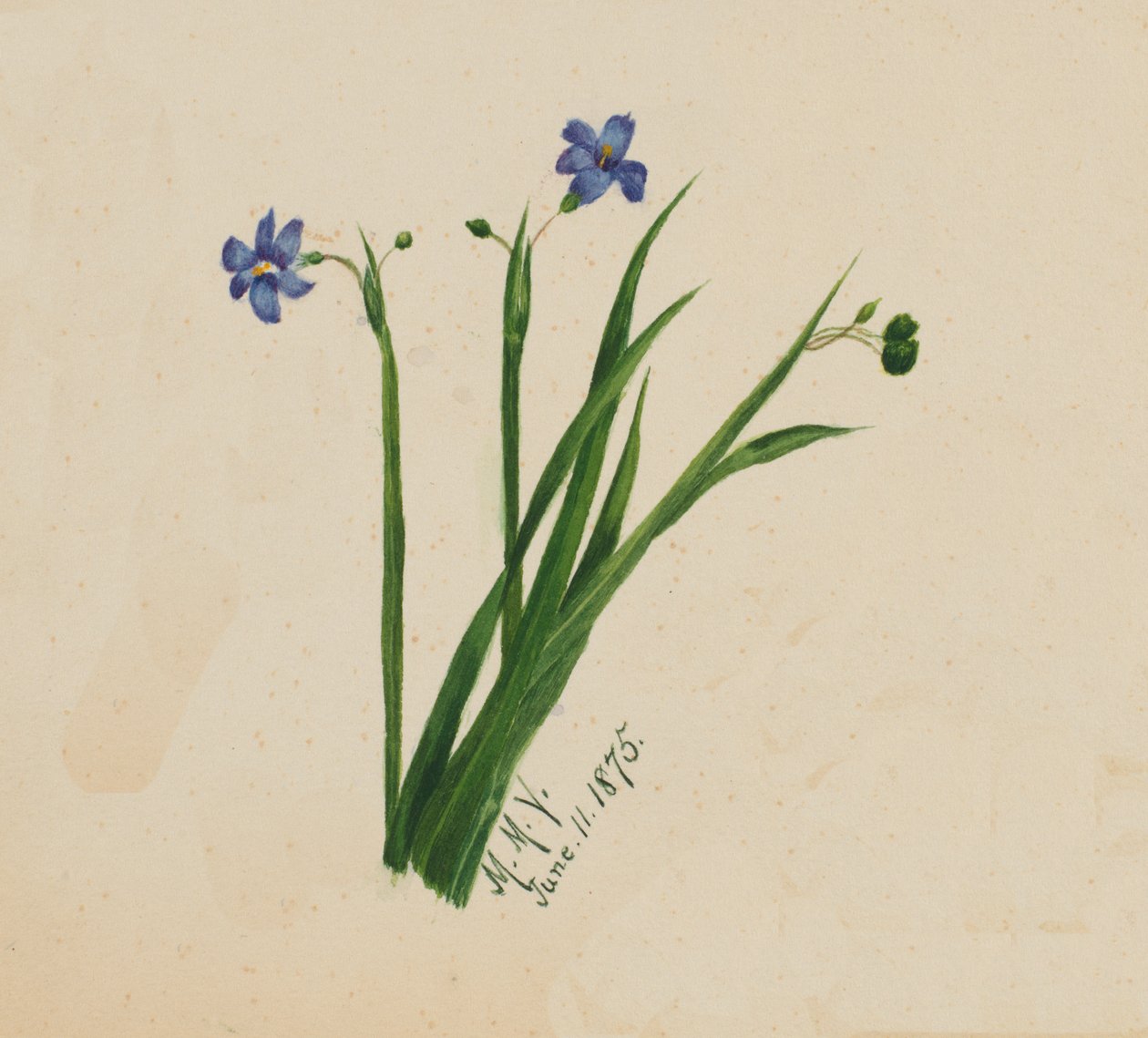 Sans titre, 1875 - Mary Vaux Walcott