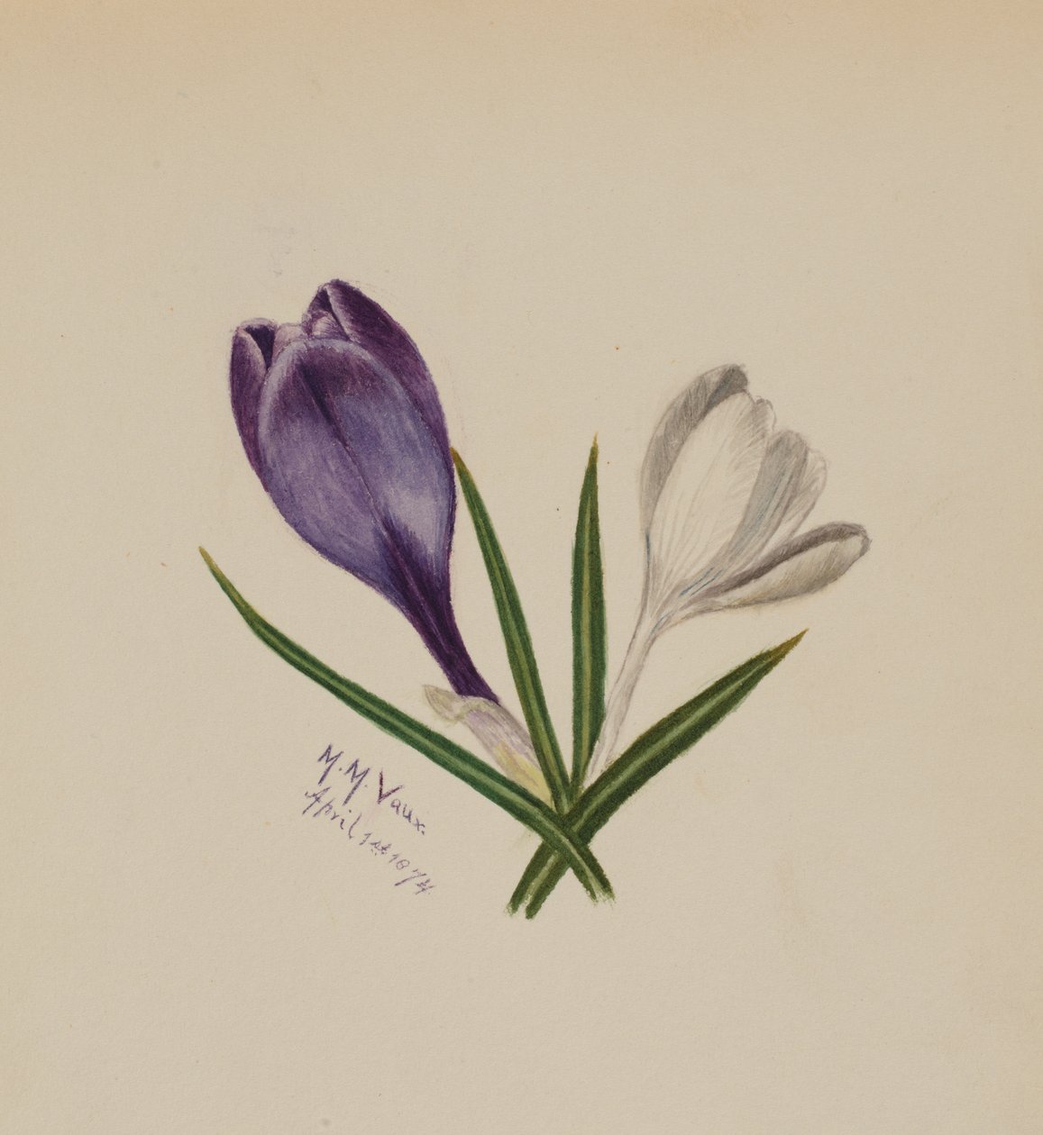 Sans titre Crocus, 1874 - Mary Vaux Walcott
