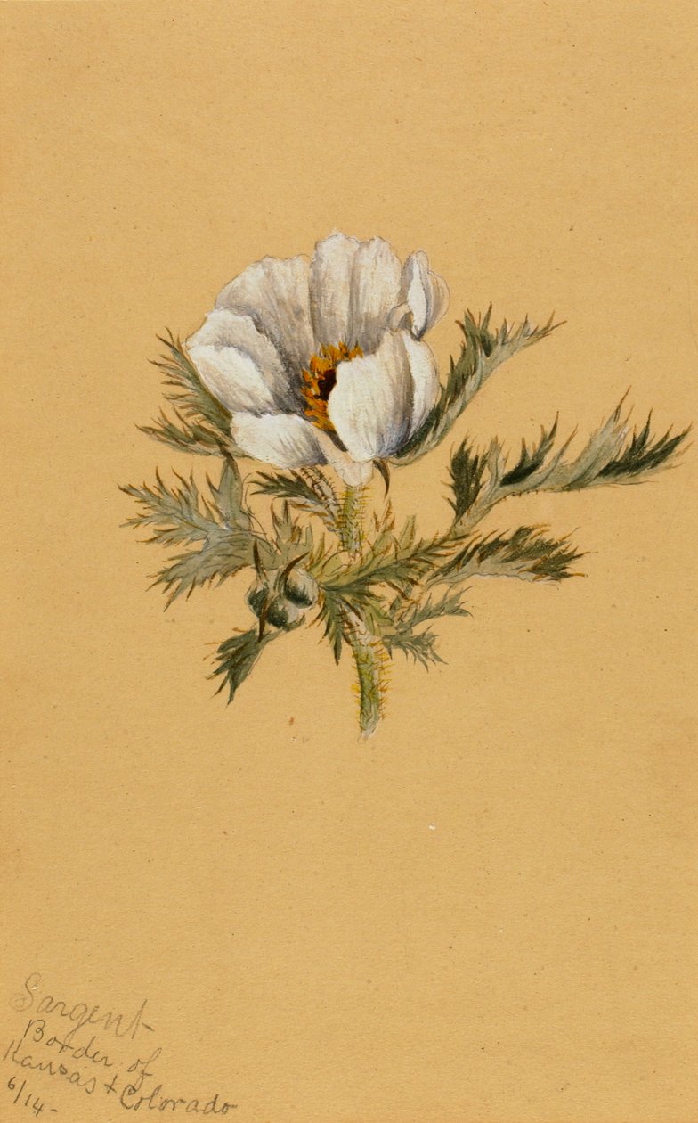 Étude de fleur sans titre, 1883 - Mary Vaux Walcott