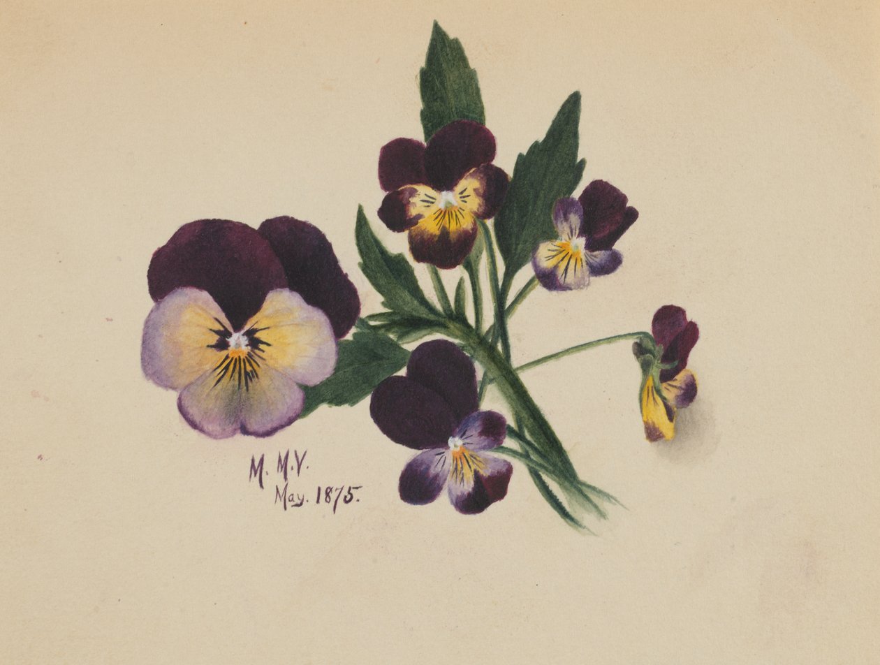 Sans titre, Pensées, 1875 - Mary Vaux Walcott