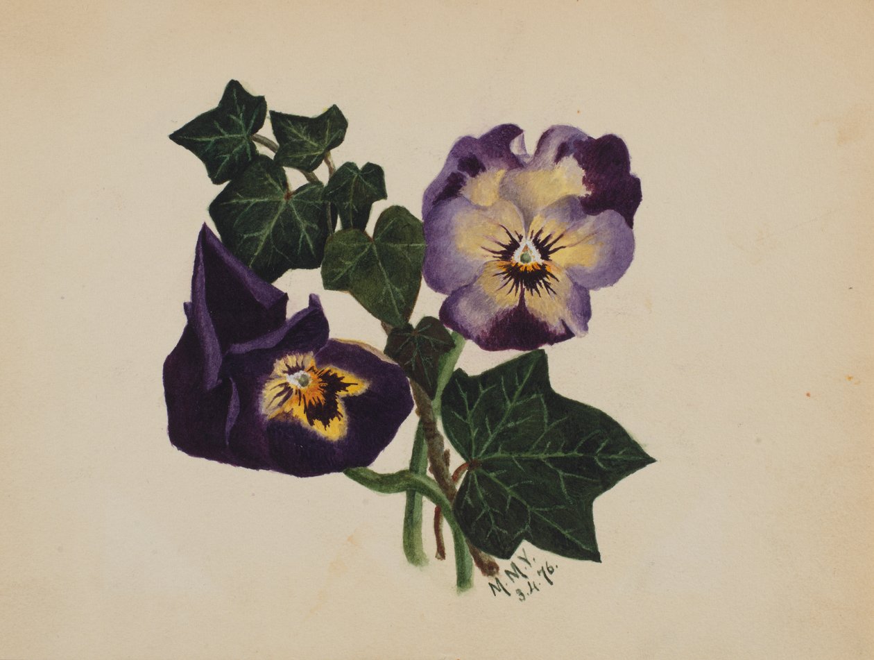 Sans titre Pensées et Lierre, 1876 - Mary Vaux Walcott
