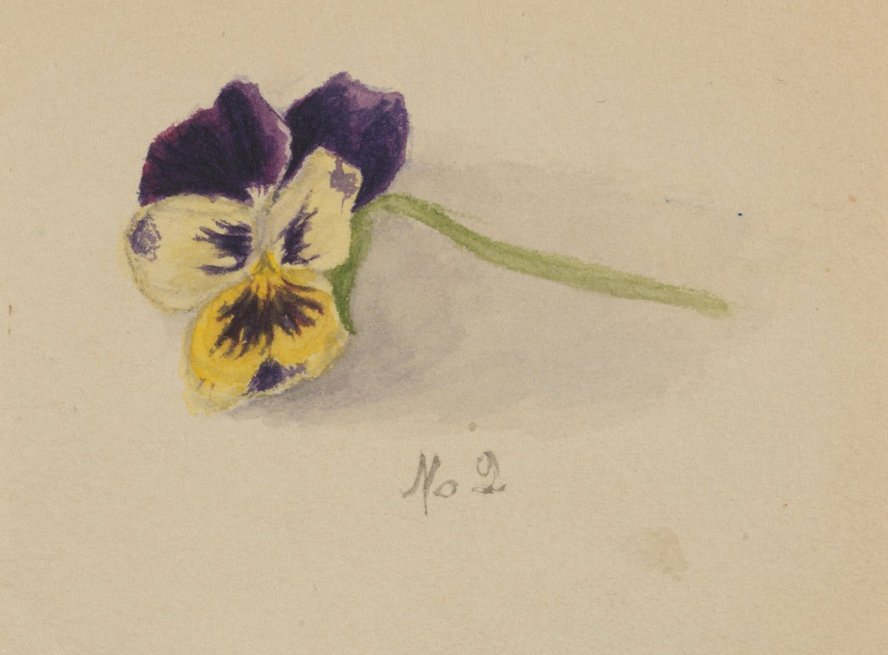 Sans titre Pensée, 1872 - Mary Vaux Walcott