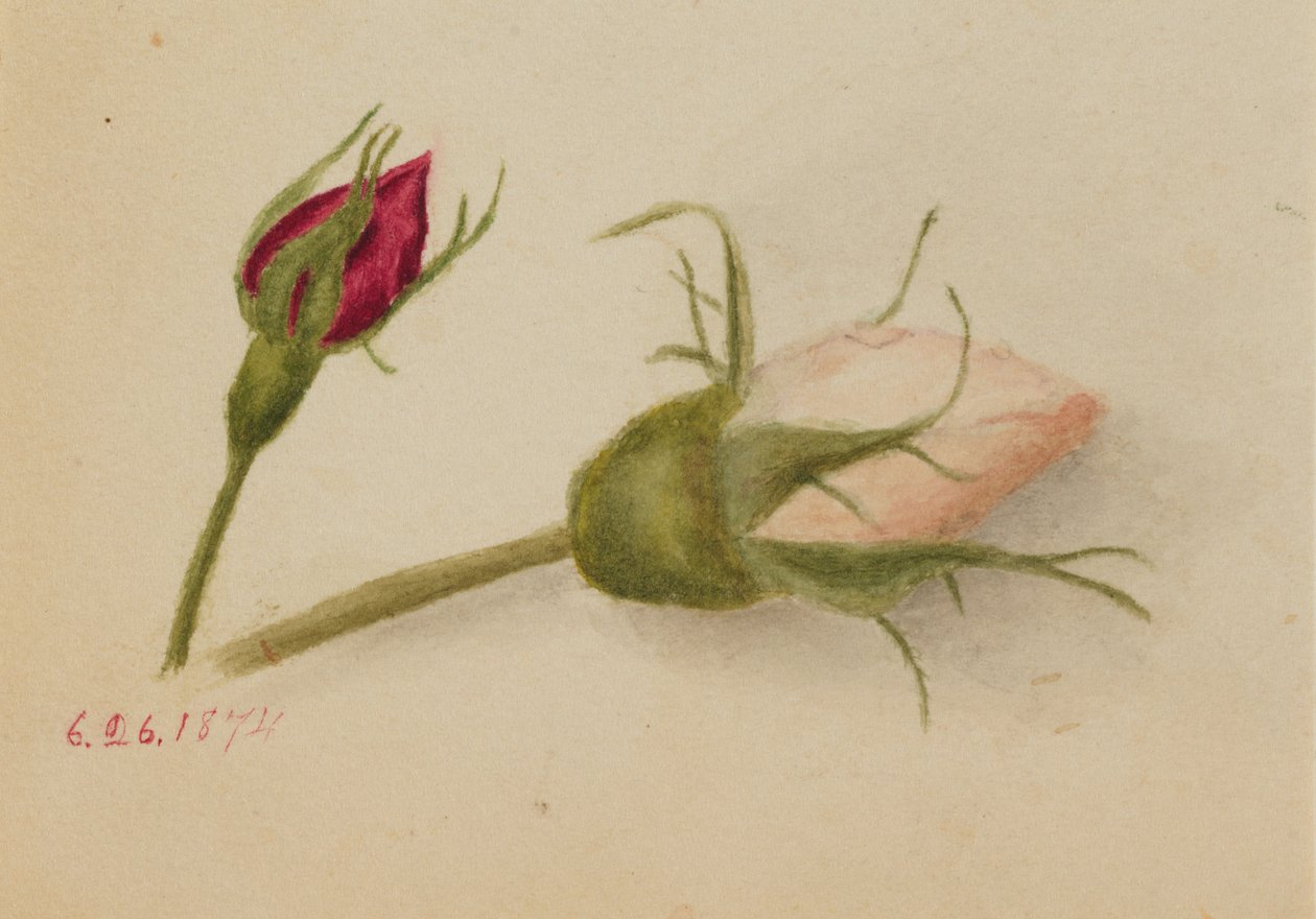 Boutons de rose sans titre, 1874 - Mary Vaux Walcott
