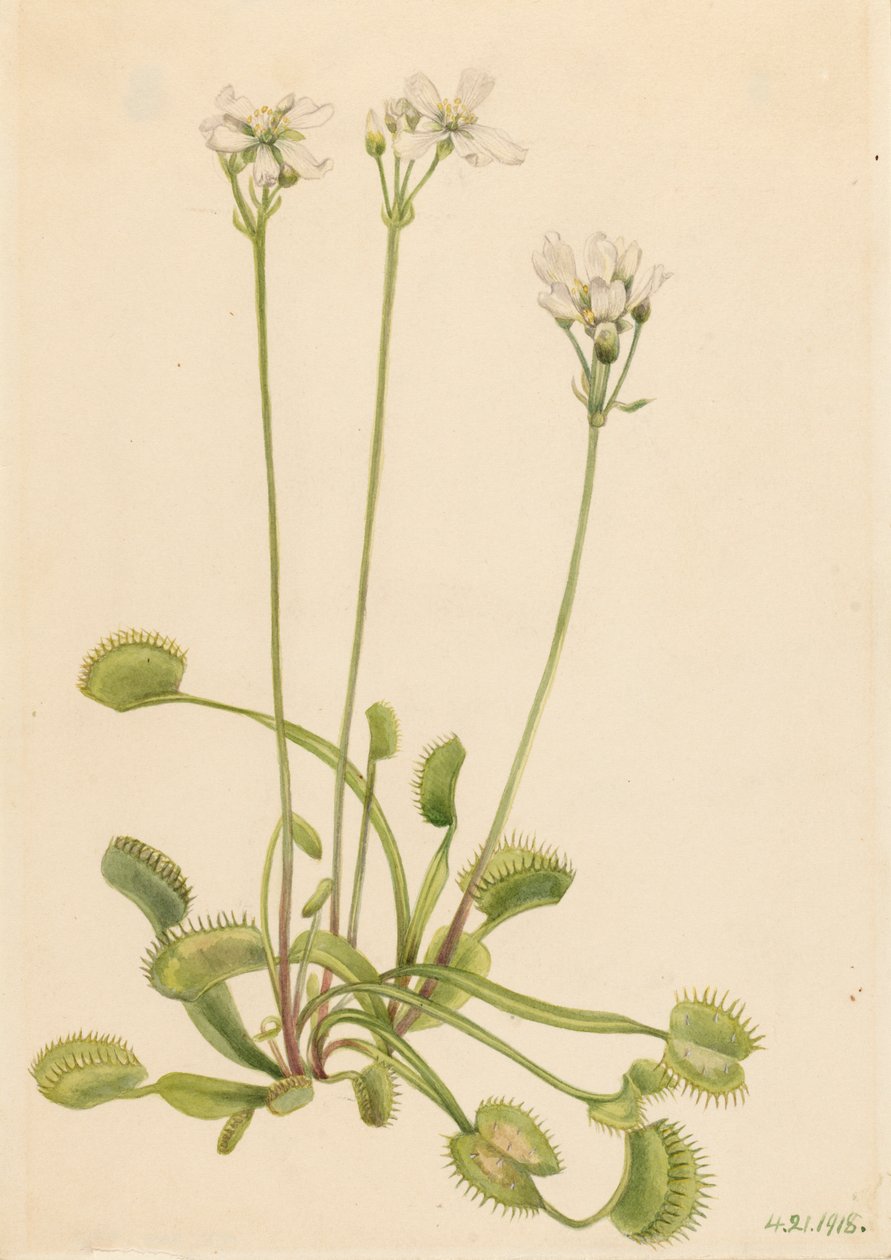 Dionée attrape-mouche, Dionaea muscipula, 1918 - Mary Vaux Walcott
