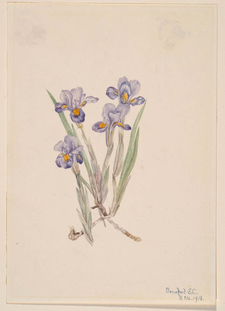Iris vernale (Iris verna) - Mary Vaux Walcott