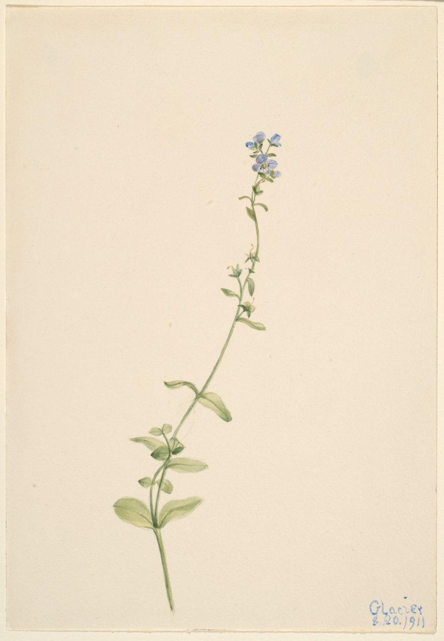 Veronica serpyllifolia - Mary Vaux Walcott