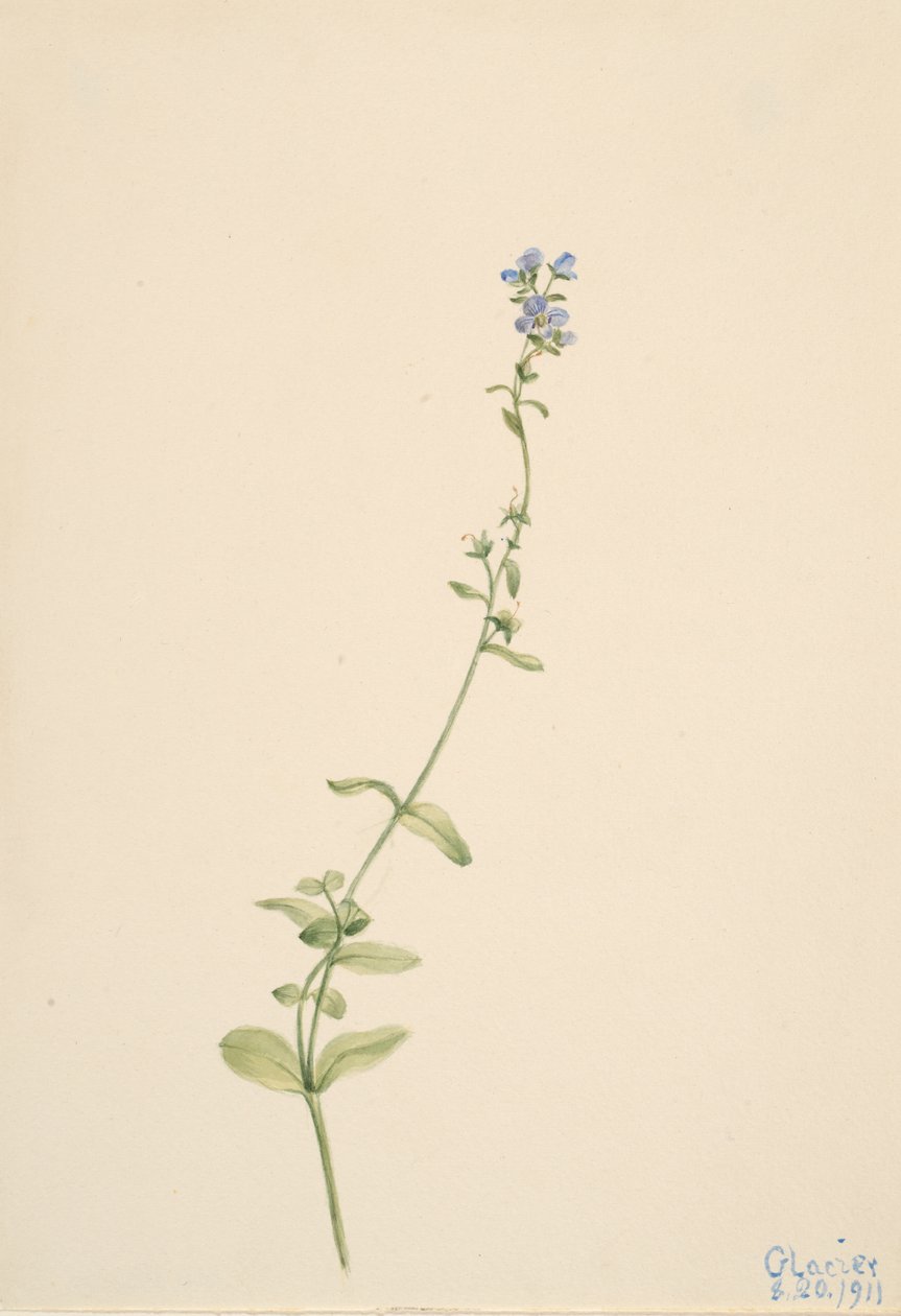 Veronica serpyllifolia, 1911 - Mary Vaux Walcott