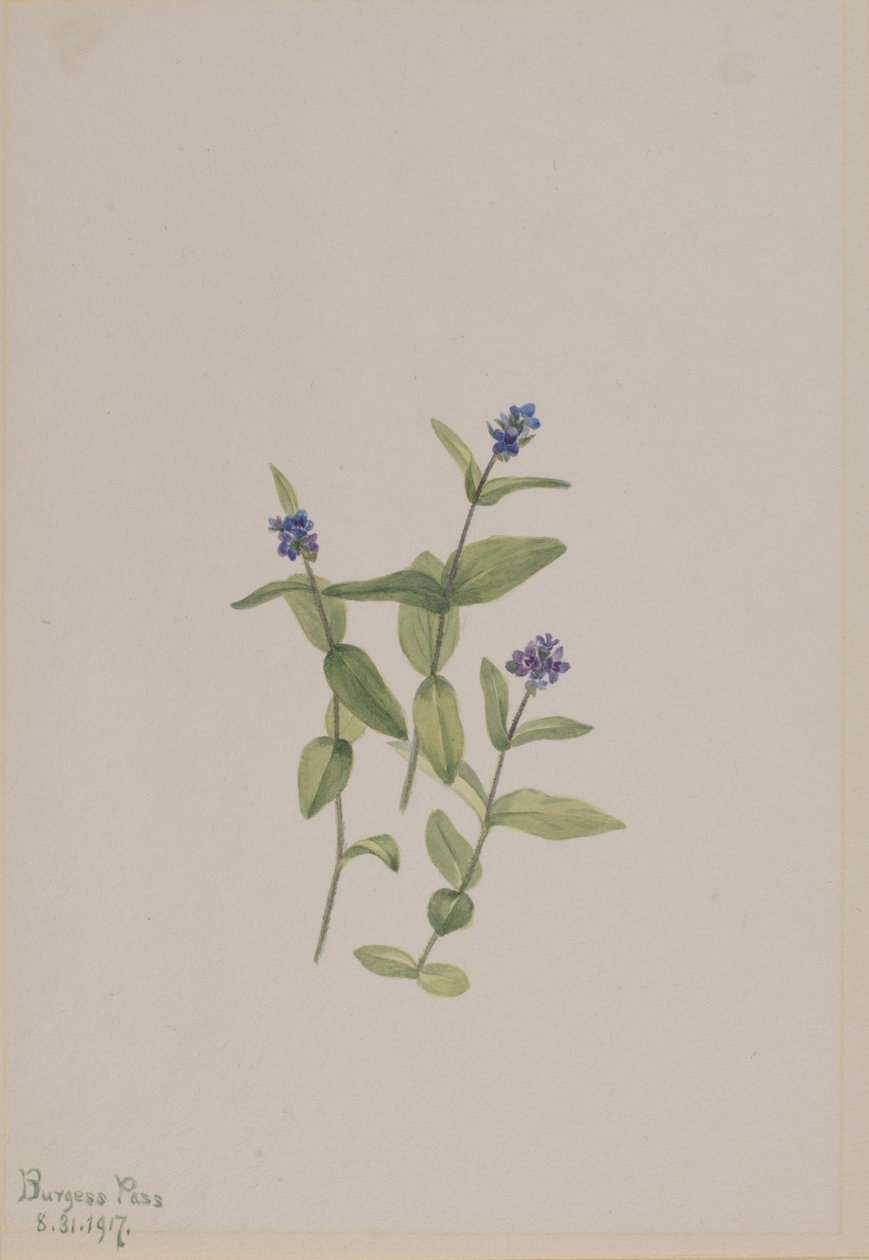 Veronica wormskjoldii, 1917 - Mary Vaux Walcott