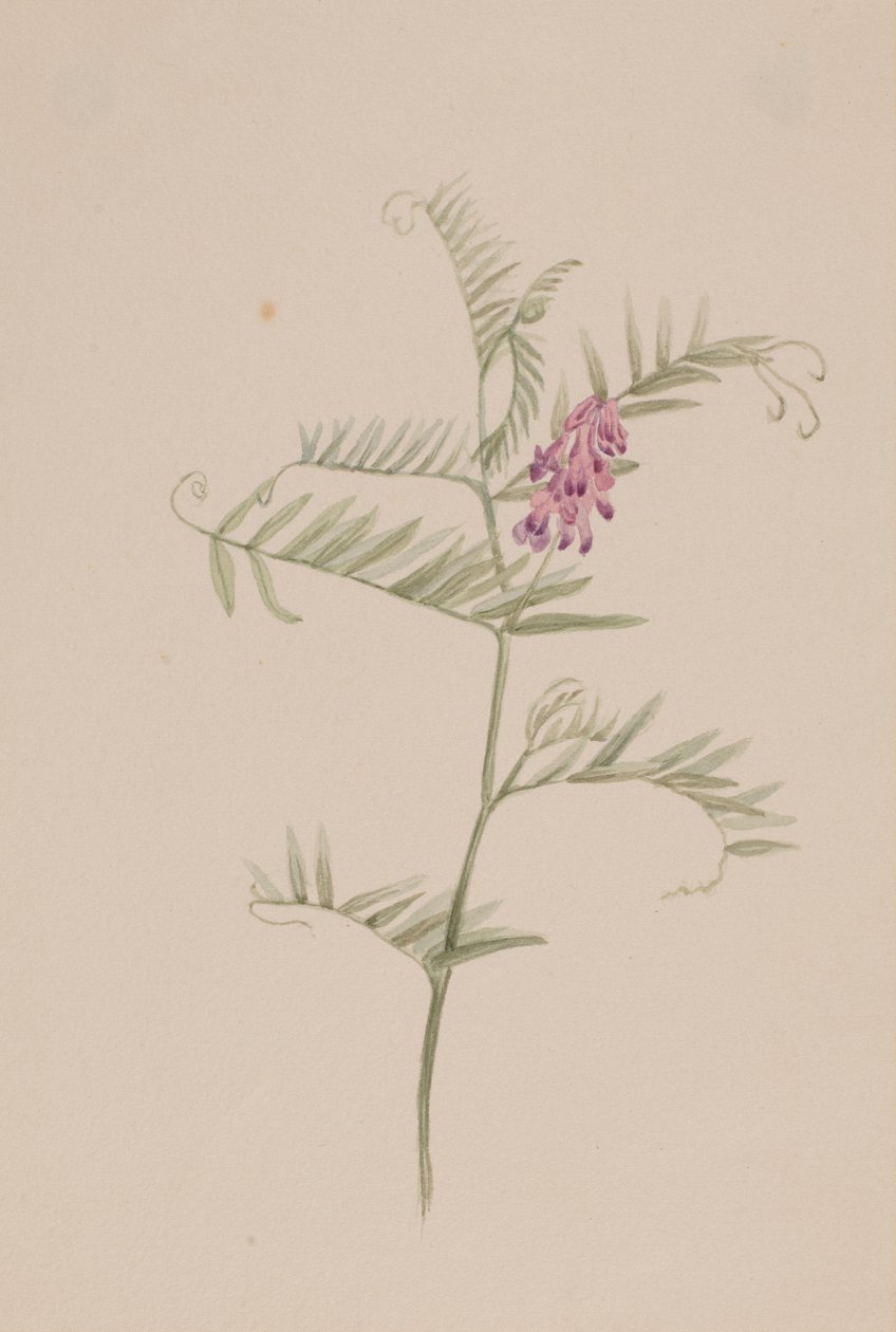 Vicia americana - Mary Vaux Walcott