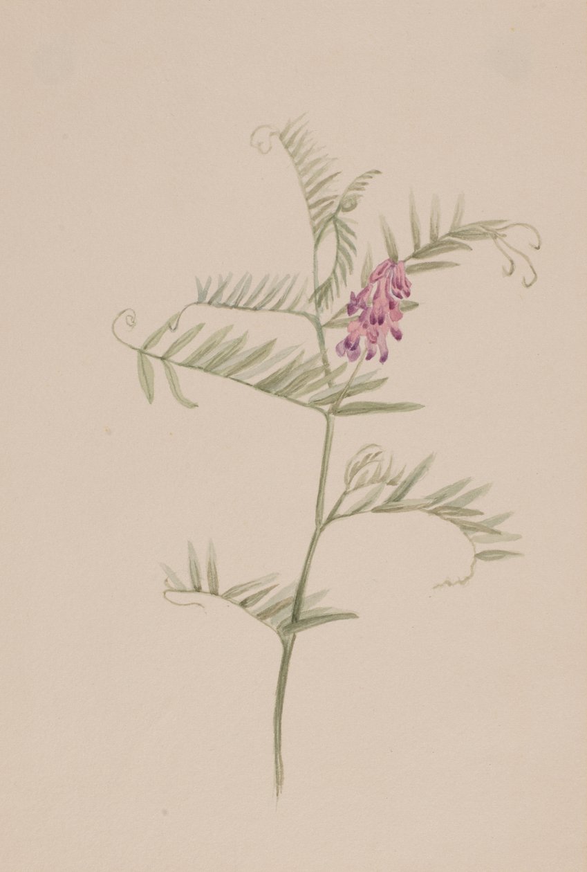 Vicia americana, vers 1917-1918 - Mary Vaux Walcott