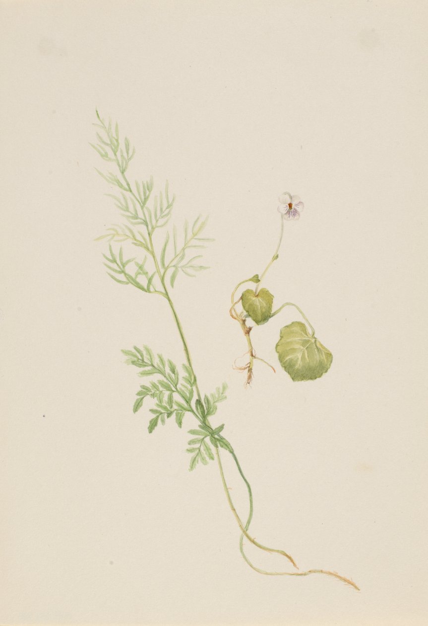 Viola palustris, vers 1917-1918 - Mary Vaux Walcott