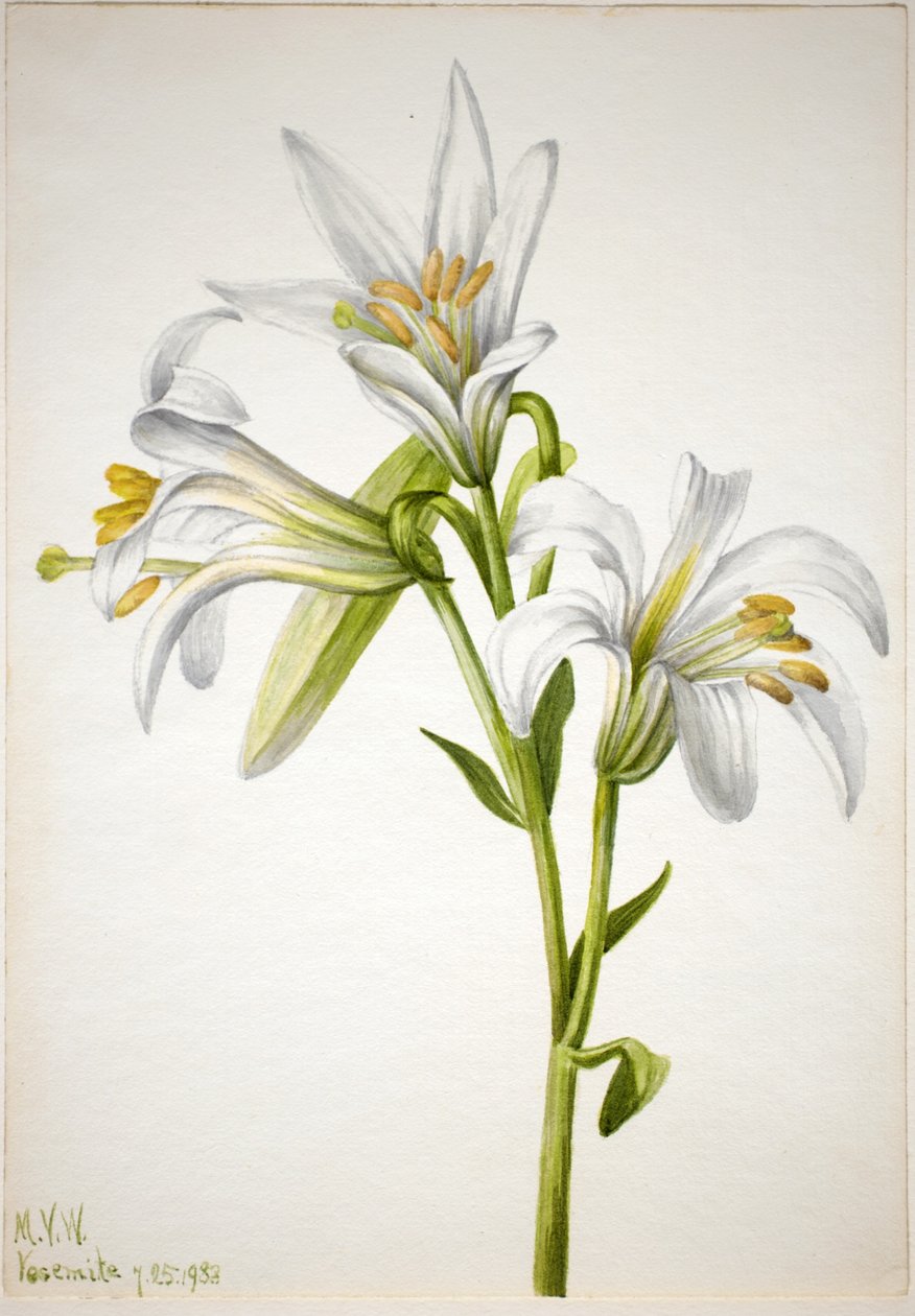 Lis de Washington (Lilium washingtonianum) - Mary Vaux Walcott