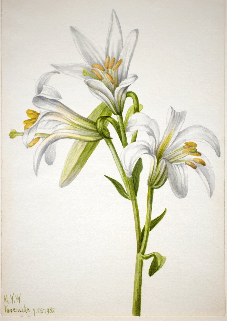 Lys de Washington Lilium washingtonianum, 1933 - Mary Vaux Walcott