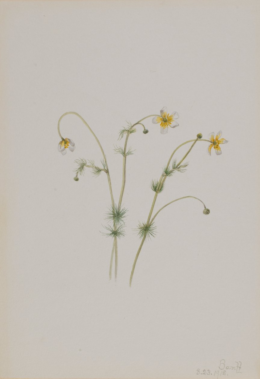 Renoncule aquatique (Batrachium trichophyllum) - Mary Vaux Walcott