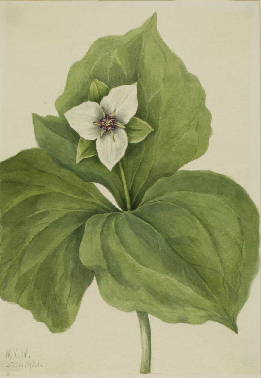 Trille blanc Trillium album - Mary Vaux Walcott
