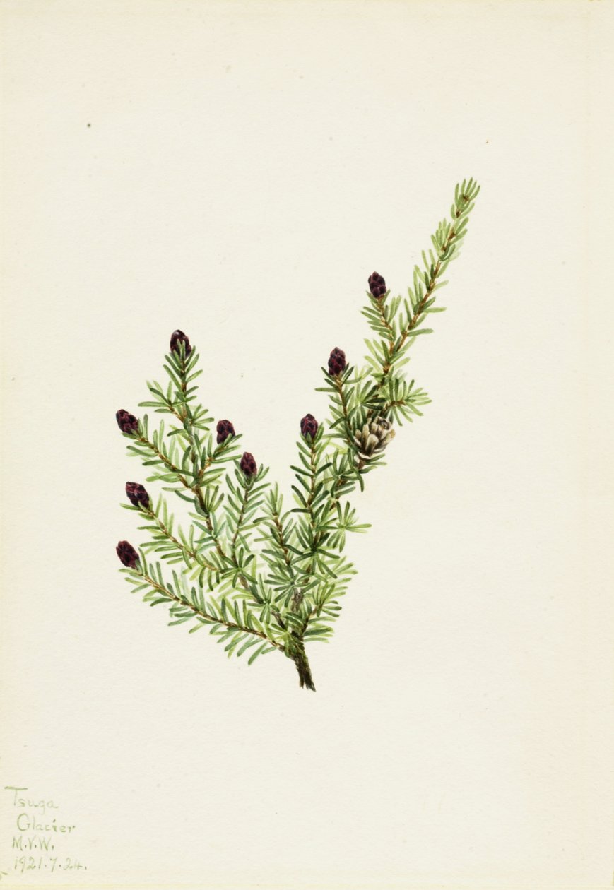 Tsuga hétérophylle de l