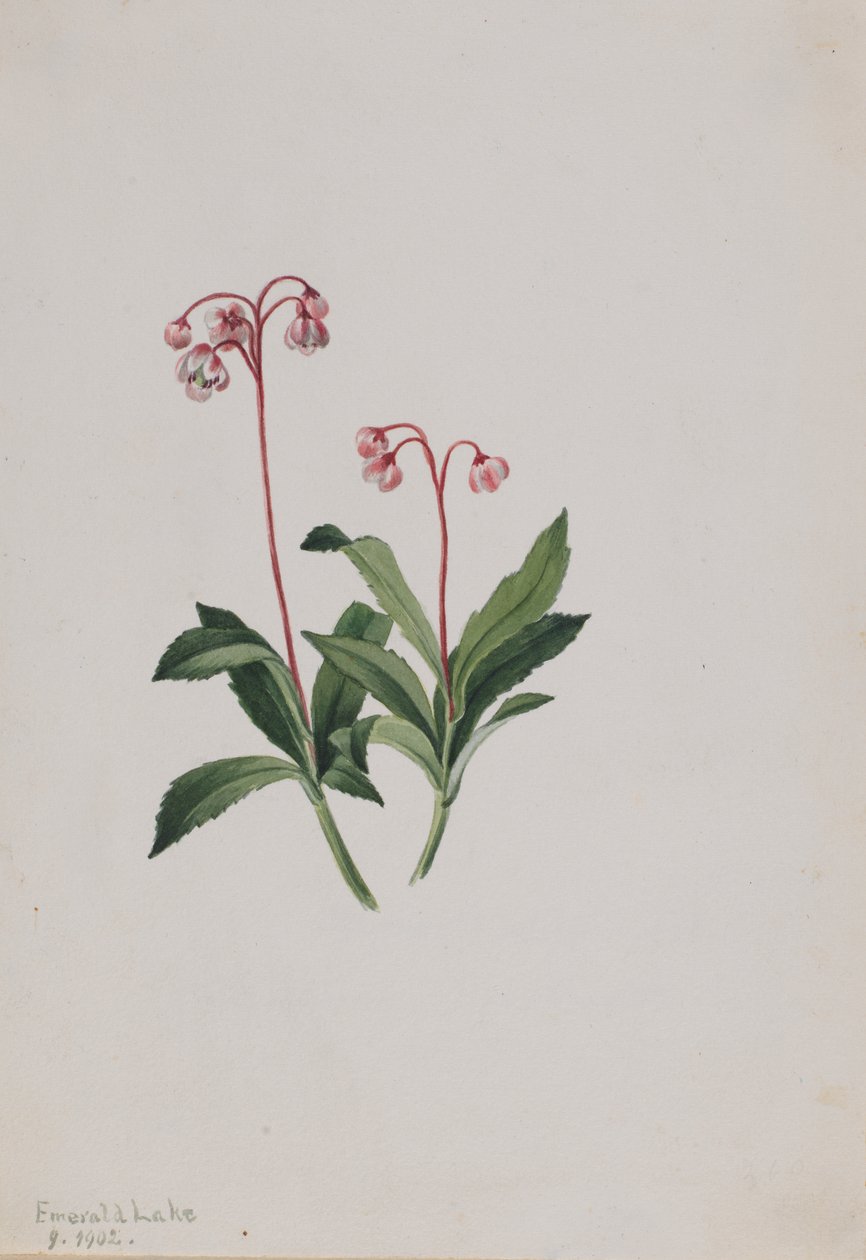 Pipsissewa occidental Chimaphila umbellata, 1902 - Mary Vaux Walcott