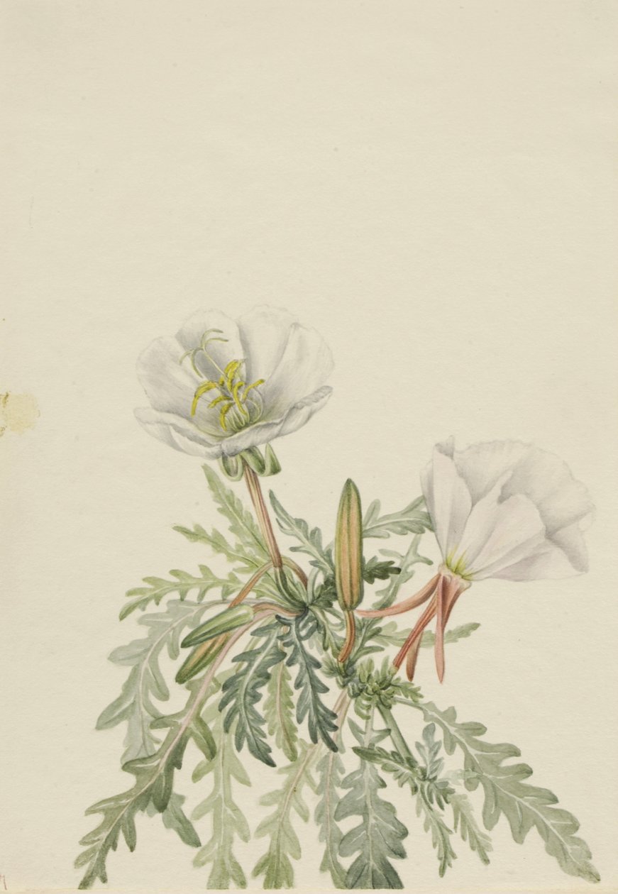 Aube blanche Pachyloplus marginatus, n.d. - Mary Vaux Walcott