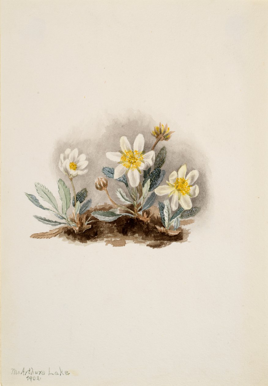 Dryade blanche Dryas octopetala - Mary Vaux Walcott