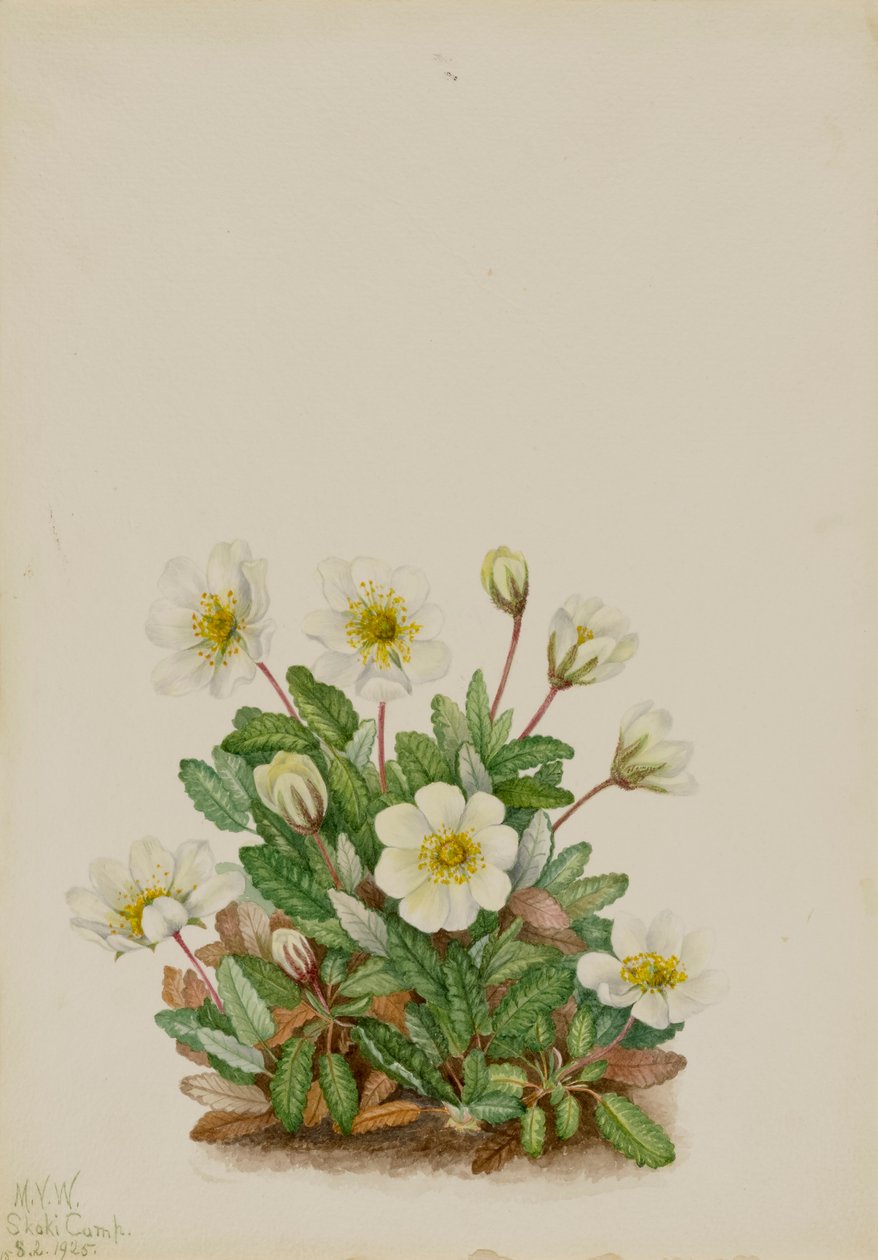Dryade blanche Dryas octopetala - Mary Vaux Walcott
