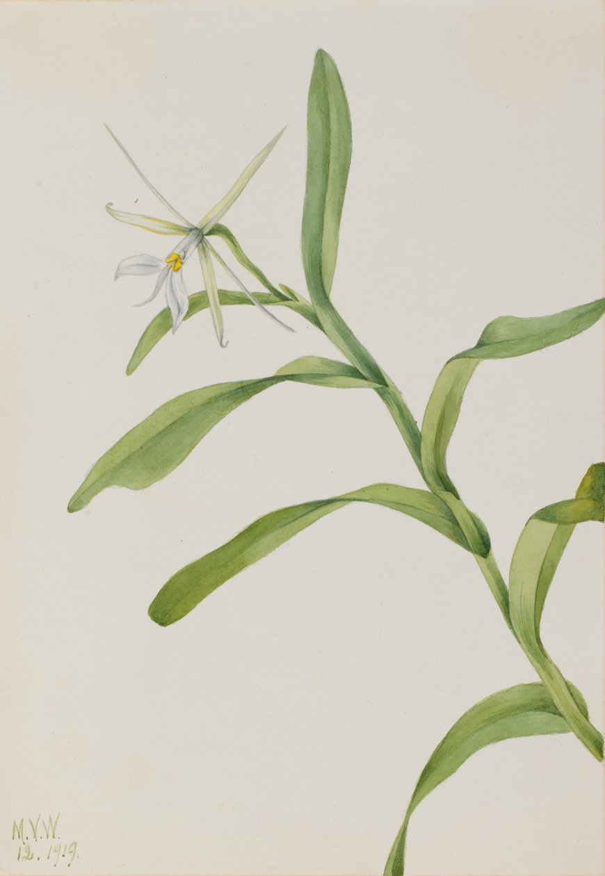 Épidendrum blanc Epidendrum nocturnum, 1919 - Mary Vaux Walcott