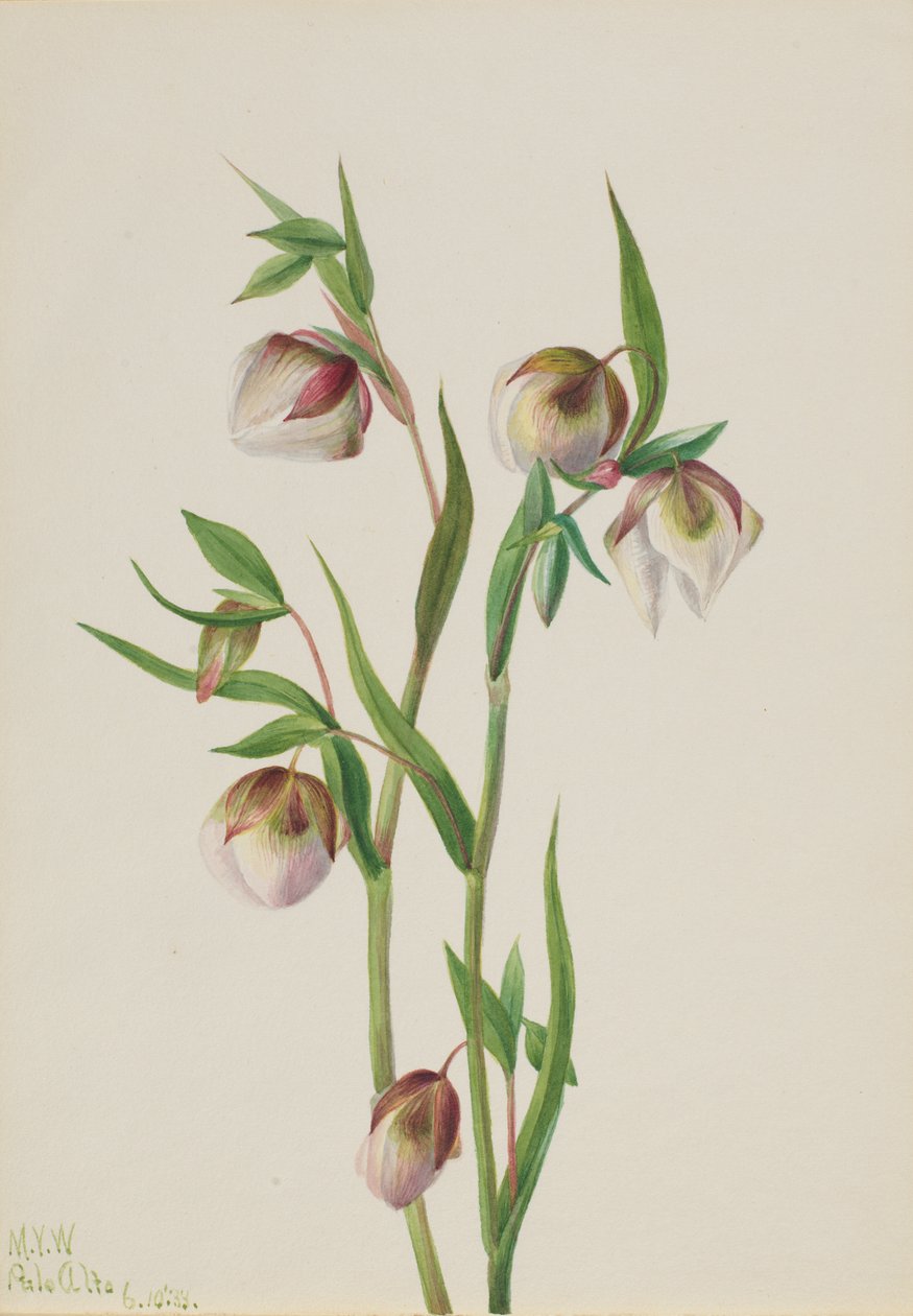Lanterne Fée Blanche Calochortus albus, 1933 - Mary Vaux Walcott