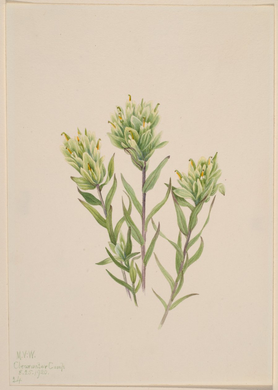 Peinturon blanc (Castilleja occidentalis) - Mary Vaux Walcott