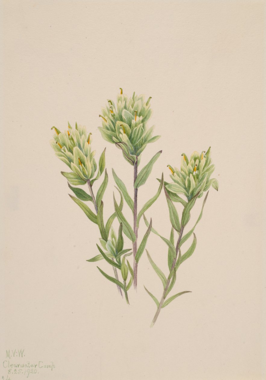 Castilleja occidentalis, 1920 - Mary Vaux Walcott